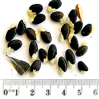 Seedling-Pultenaea-daphnoides-seed-6.jpg