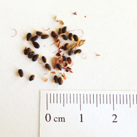 Seedling-Pultenaea-gunnii-gunnii-seed-6.jpg