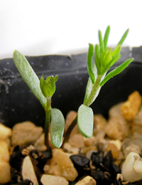 Prickly Bush-pea germination seedling image.