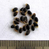 Seedling-Pultenaea-juniperina-seed-6.jpg