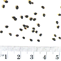 Seedling-Pultenaea-scabra-seed-6.jpg
