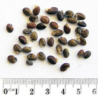 Seedling-Pultenaea-williamsonii-seed-6.jpg