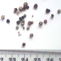 Seedling-Rhagodia-candolleana-seed-6.jpg