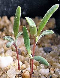 Fragrant Saltbush germination seedling image.