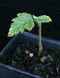 Small-leaf Bramble / Native raspberry two month seedling image.