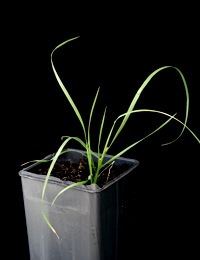 Slender Wallaby-grass (previously known as Austrodanthonia racemosa) two month seedling image.