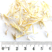 Seedling-Rytidosperma-fulvum-seed-6.jpg