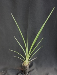 Pale Flax-lily six months seedling image.