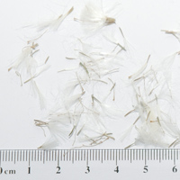 Seedling-Senecio-macrocarpus-seed-6.jpg