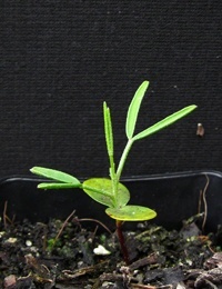 Desert Cassia, Silver Cassia, Feathery Cassia two month seedling image.