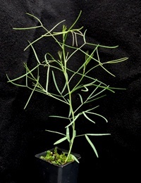 Desert Cassia, Silver Cassia, Feathery Cassia four months seedling image.