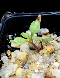 Kangaroo Apple germination seedling image.