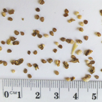 Seedling-Solanum-laciniatum-seed-6.jpg