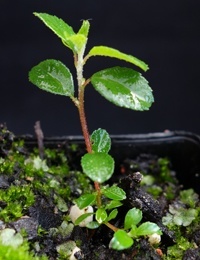 Dusty Miller two month seedling image.