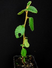 Dusty Miller four months seedling image.