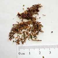 Seedling-Spyridium-parvifolium-seed-6.jpg