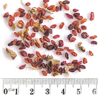 Seedling-Stylidium-armeria-seed-6.jpg