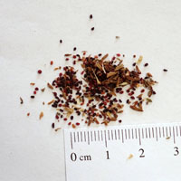 Seedling-Stylidium-graminifolium-seed-6.jpg