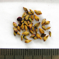 Seedling-Tasmannia-xerophila-seed-6.jpg