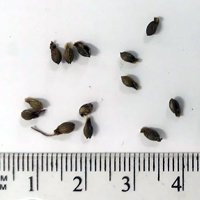 Seedling-Tricoryne-elatior-seed-6.jpg