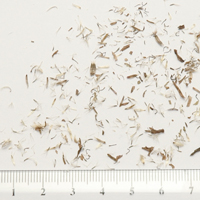 Seedling-Triptilodiscus-pygmaeus-seed-6.jpg
