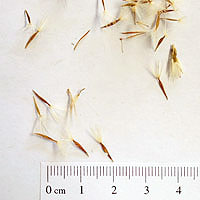 Seedling-Vittadinia-cervicularis-seed-6.jpg
