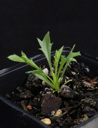 Narrowleaf New Holland Daisy two month seedling image.