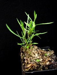 Tufted Bluebell six months seedling image.
