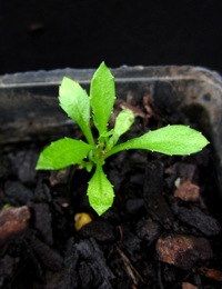Tufted Bluebell germination seedling image.