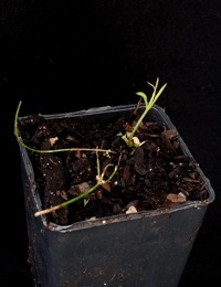Bronze Bluebell two month seedling image.