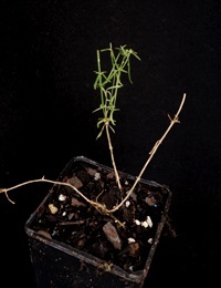 Bronze Bluebell four months seedling image.