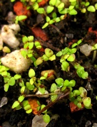 Tall Bluebell germination seedling image.