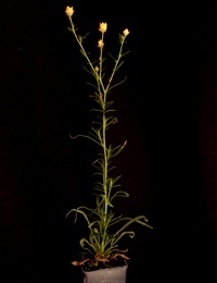 Sticky Everlasting or Paper Daisy six months seedling image.