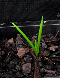 Sticky Everlasting or Paper Daisy germination seedling image.