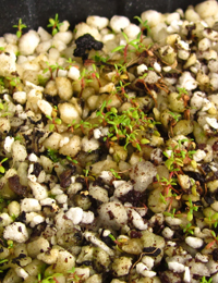 Yarra Burgan germination seedling image.