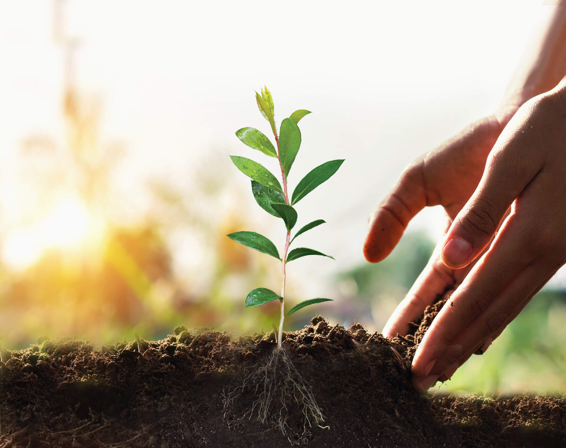 | Plant Trees | Sowing the seeds for a sustainable future