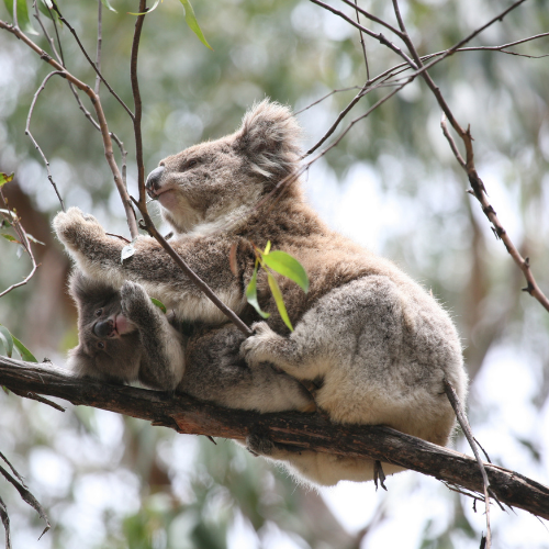 Koala in tree