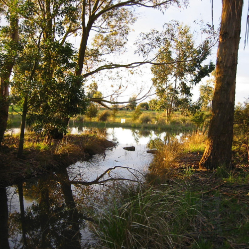 Assist a wetland