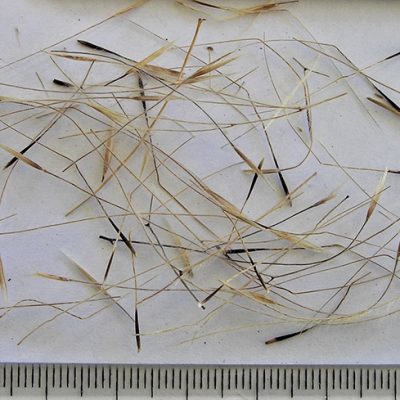2021-01-22-622-P1222847-Austrostipa-Elegantissima-Feather-Speargrass-seed..jpg