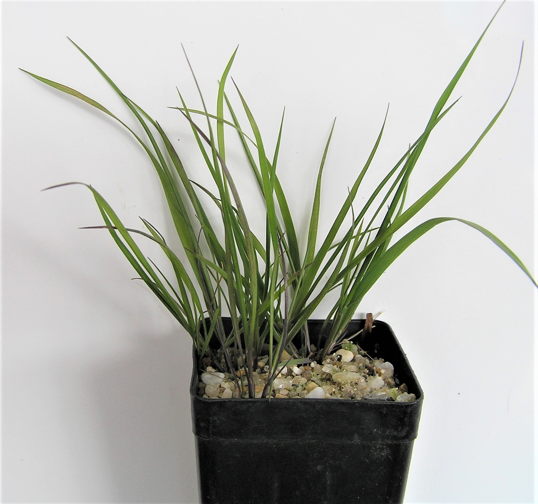 Astrostipa elegantissima (Feather Spear Grass) at 2 months