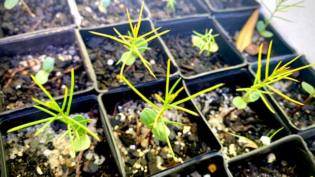 Hakea Decurrens Seedlings
