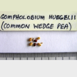 2017-03-05-370-P3051514-Gompholobium-Huegelii-seed.-Common-Wedge-Pea.-Peninsula-No-8.jpg
