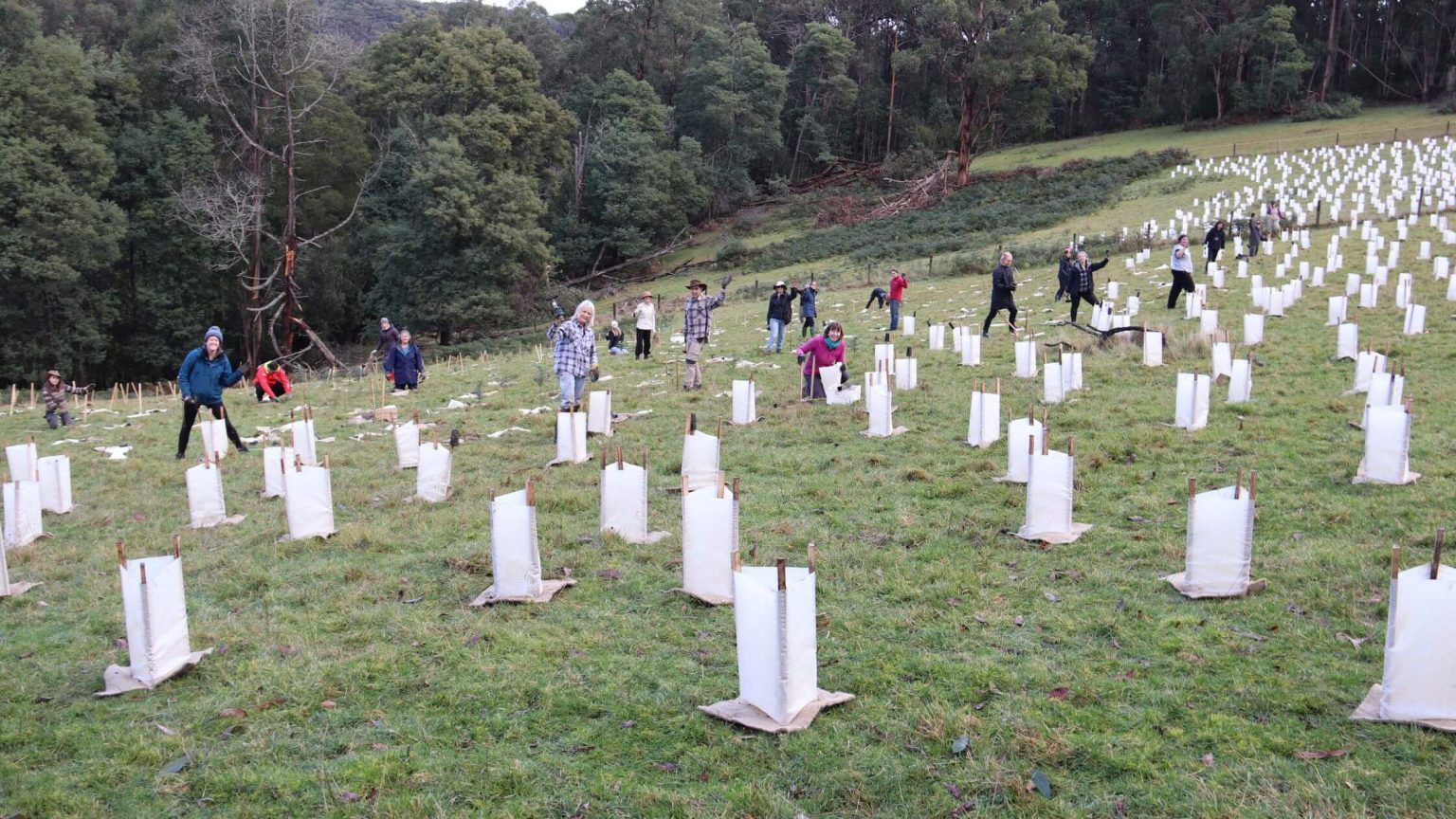 Supporting Earth Day | Melbourne | TreeProject