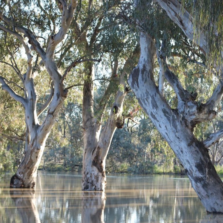 River Red Gum (Eucalyptus camaldulensis) TreeProject