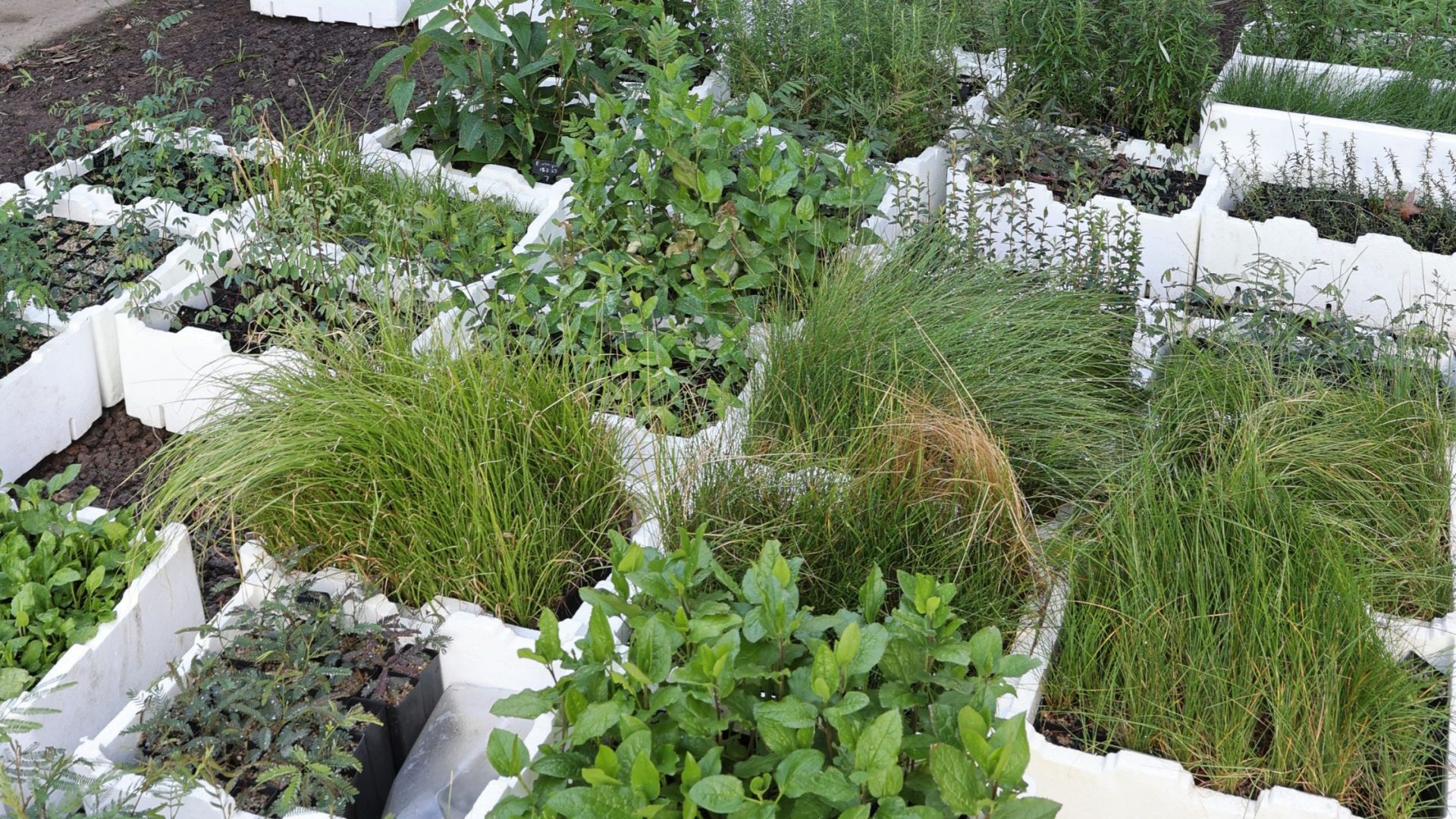 Why become a TreeProject volunteer grower? | TreeProject