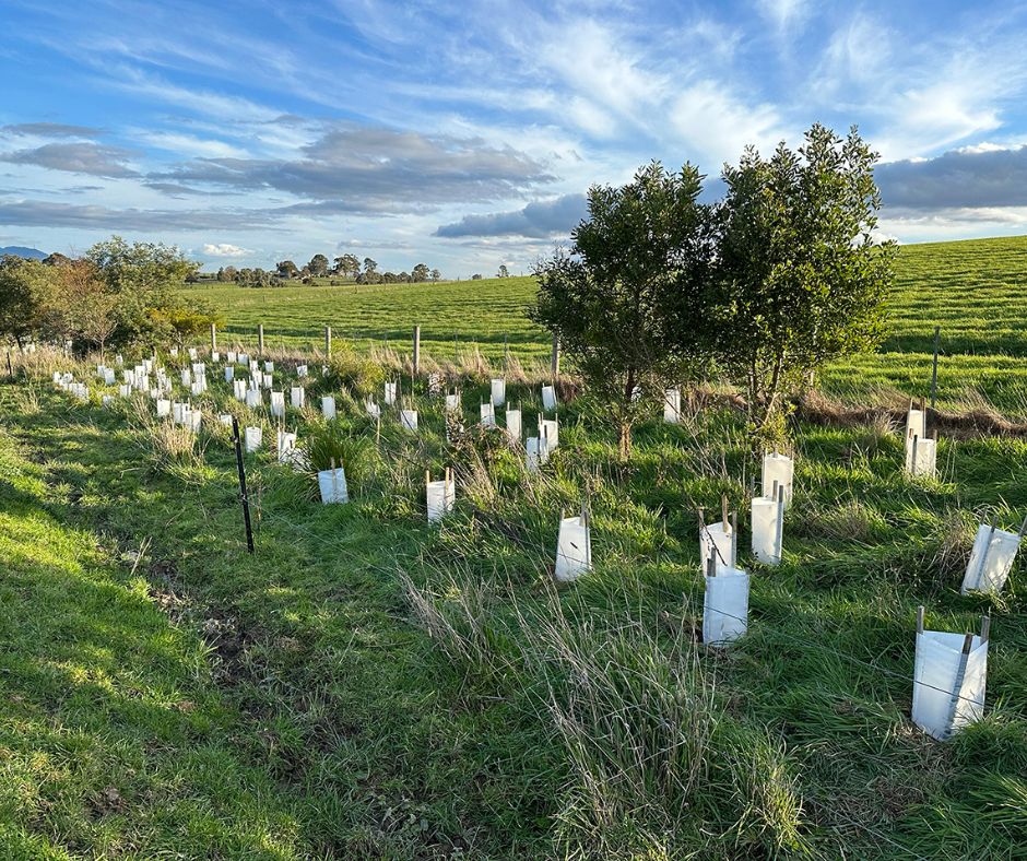 Treeproject Planting Day Yarra Glen 21 June 2023