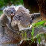Koala And Joey