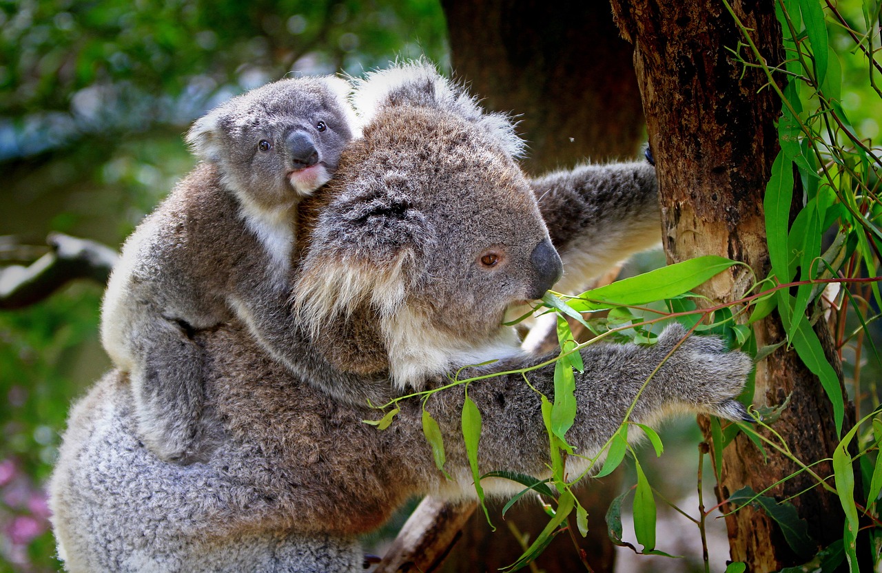 Koala And Joey