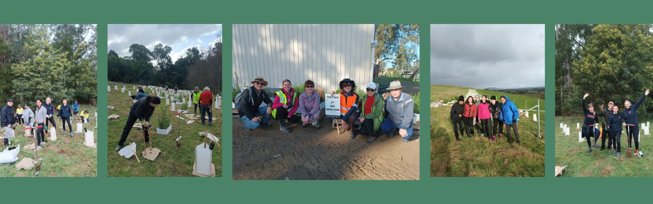 Treeproject Volunteers