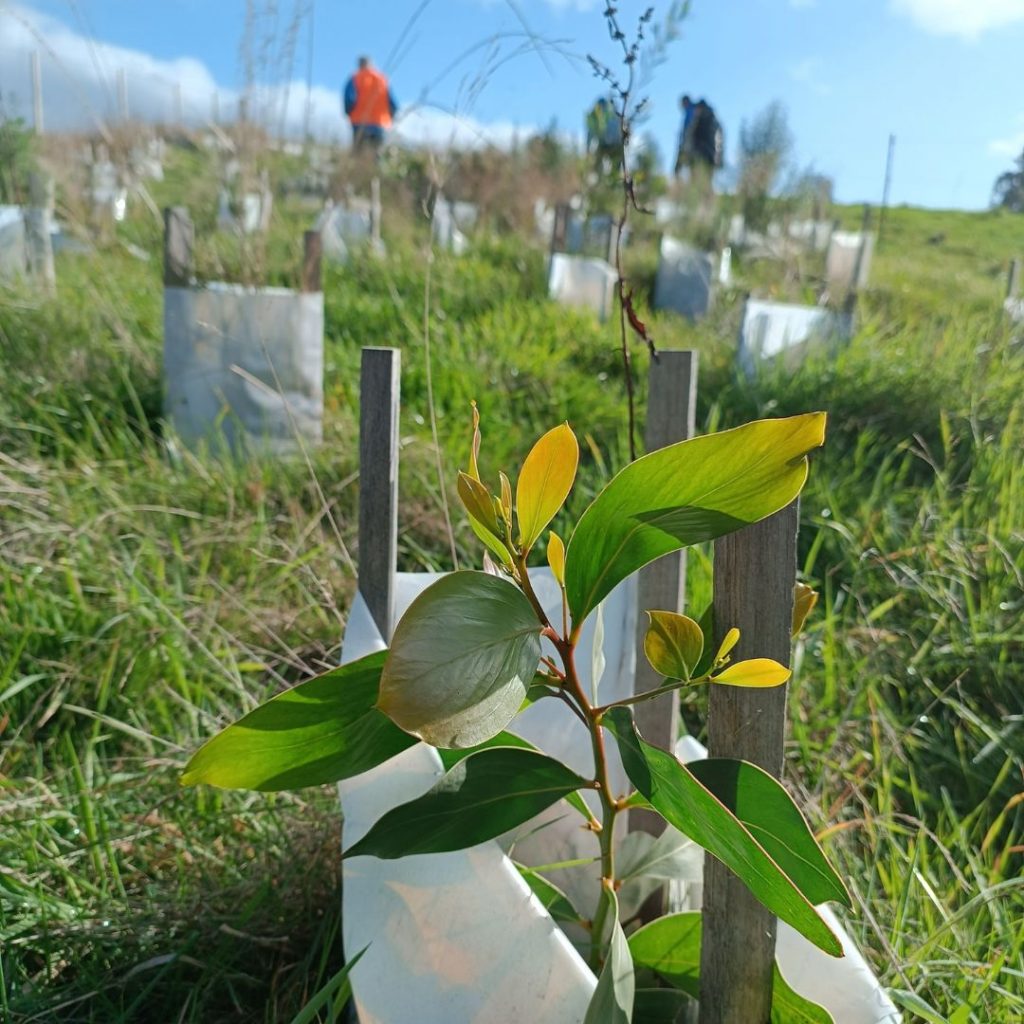 Planted Seedling With Planters In The Distance